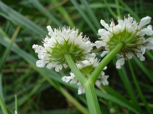 Oenanthe fistulosa / Finocchio acquatico fistoloso